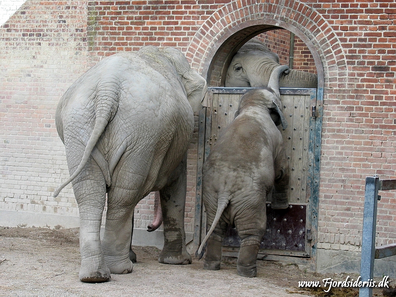 KBH zoo 190703 436.JPG